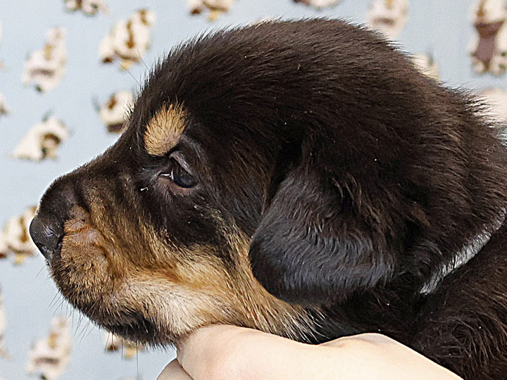chinook puppy